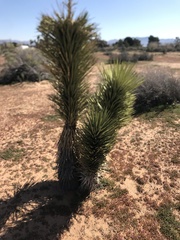 Yucca brevifolia
