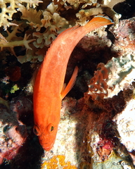 Cephalopholis spiloparaea