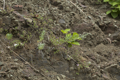 Artemisia schmidtiana