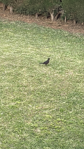 Avistamiento Turdus merula
