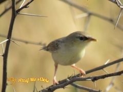 Prinia lepida