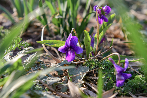 Image of Viola prionantha by (c) Yi CHEN, some rights reserved (CC BY)