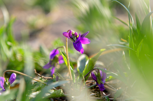 Image of Viola prionantha by (c) Yi CHEN, some rights reserved (CC BY)