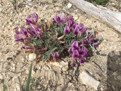 Astragalus newberryi