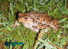 Bufo eichwaldi