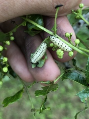 Derospidea brevicollis