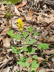 Crotalaria medicaginea