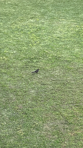 Avistamiento Turdus merula