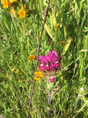 Castilleja exserta exserta