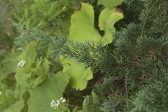 Juniperus chinensis sargentii