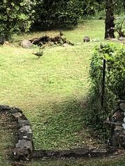 Ptilonorhynchus violaceus