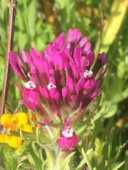 Castilleja exserta exserta