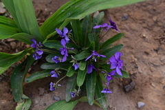 Viola philippica