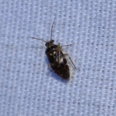 Tropidosteptes quercicola
