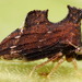 Keeled Treehopper - Photo (c) Patrick Coin, some rights reserved (CC BY-NC-SA)