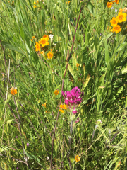 Castilleja exserta exserta