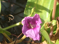 Lerodea eufala eufala