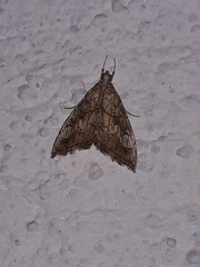 Scybalistodes periculosalis