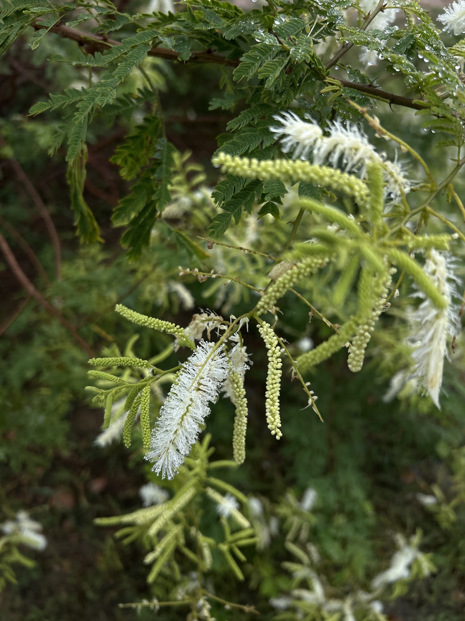 Mimosa tenuiflora