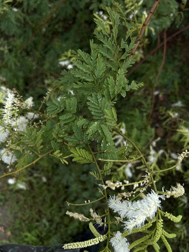 Mimosa tenuiflora, photograph 4