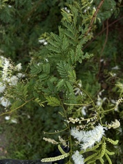 Mimosa tenuiflora, photograph (c) Thomaz de Carvalho Callado, some rights reserved (CC BY)