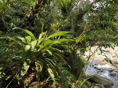 Calanthe lyroglossa