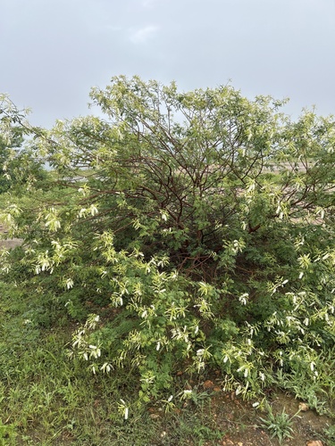 Mimosa tenuiflora, photograph 5
