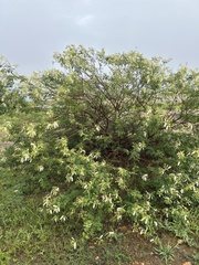 Mimosa tenuiflora, photograph (c) Thomaz de Carvalho Callado, some rights reserved (CC BY)