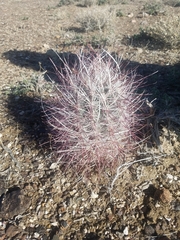 Sclerocactus polyancistrus