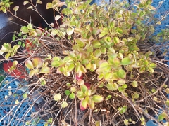 Fuchsia procumbens