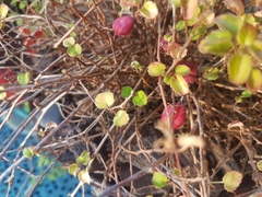 Fuchsia procumbens