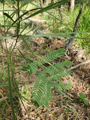 Acacia deanei