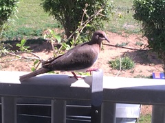 Streptopelia senegalensis