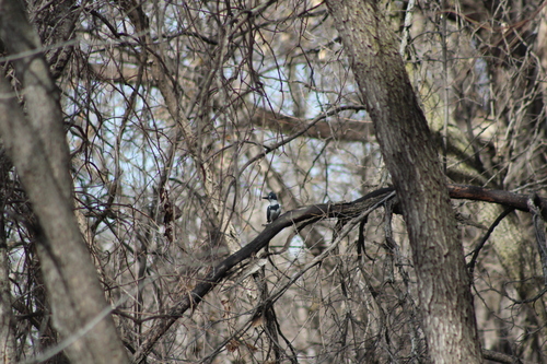 Belted Kingfisher photographed in North Dakota