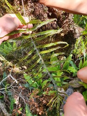 Microsorum novae-zealandiae
