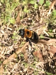 Xylocopa virginica
