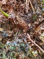 Microsorum novae-zealandiae