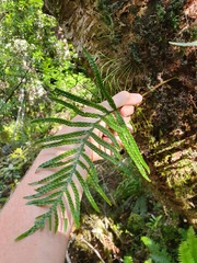 Microsorum novae-zealandiae