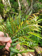 Microsorum novae-zealandiae
