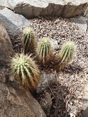 Echinocereus ledingii