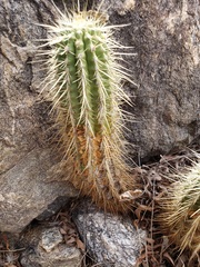 Echinocereus ledingii