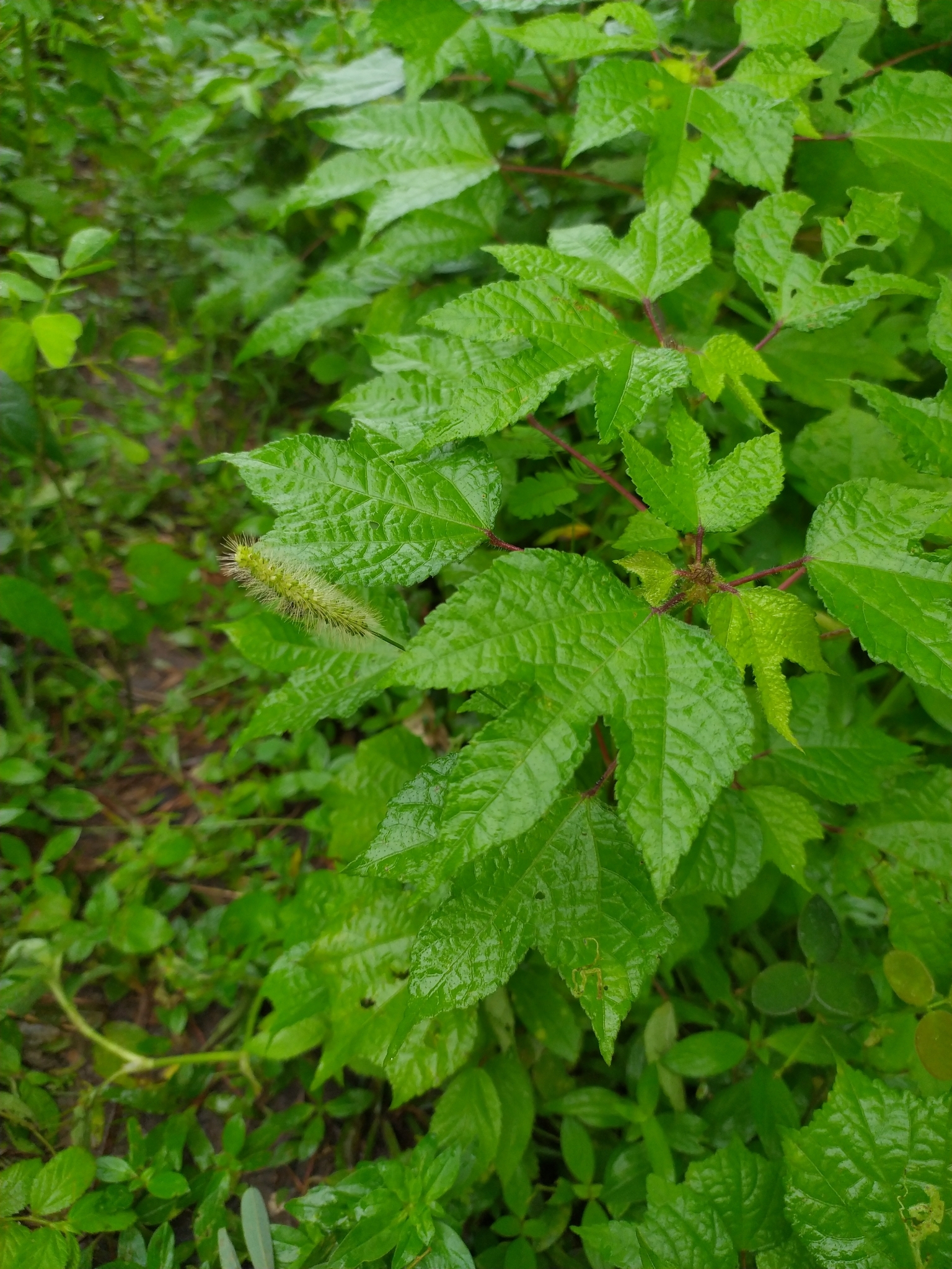 Malachra fasciata