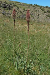 Eremurus cristatus