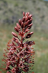 Eremurus cristatus