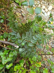 Polystichum silvaticum
