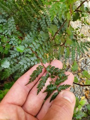 Polystichum silvaticum