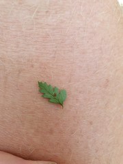 Polystichum silvaticum