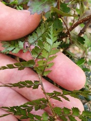 Polystichum silvaticum