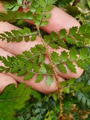 Polystichum silvaticum