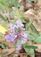 Ajugoideae